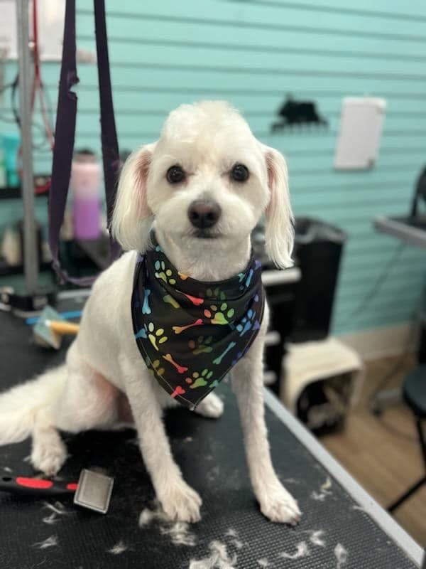 White fluffy dog wearing black bandana after grooming Henderson NV